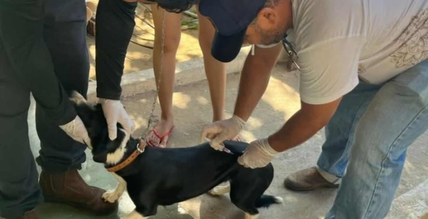 Nova Olinda vacina 264 animais durante o dia D de imunizao antirrbica
